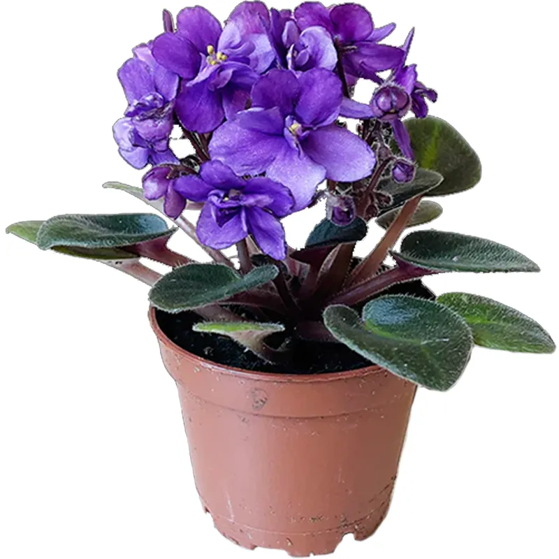 Фиалка фиолетовая